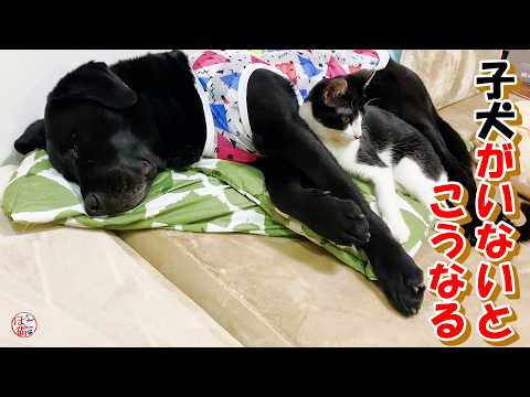 【野犬　保護犬　保護猫】子犬達がいないとやっぱりこうなる＆元繁殖猫＋おまけコーナー