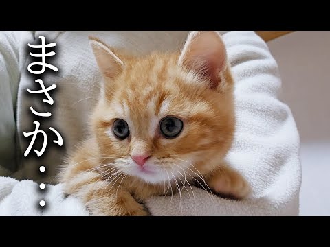 子猫と犬を対面させたら大変なことが…