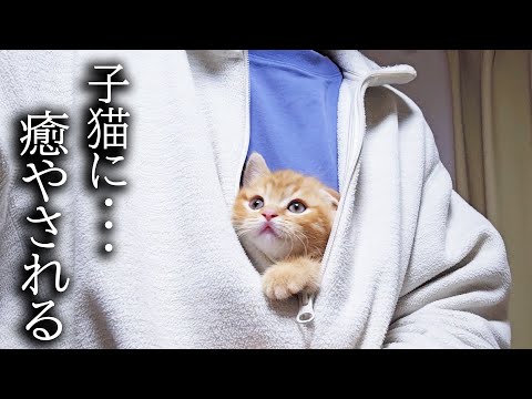 初日から子猫が何度も膝の上に戻ってきて癒される…