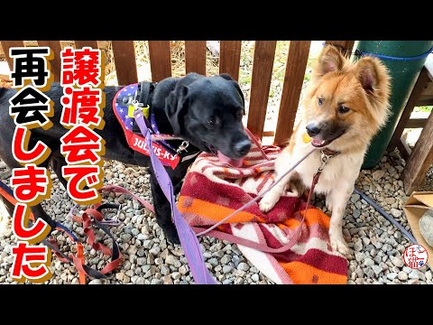 【保護犬　保護猫】譲渡会に行きました＆終了のお知らせ＆元繁殖猫