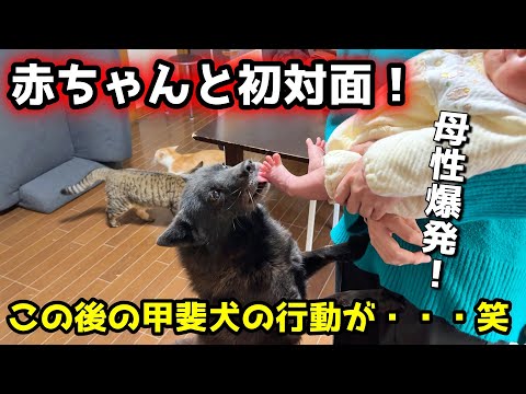 赤ちゃんの子守りをしたすぎて甲斐犬一休がこの後・・・笑