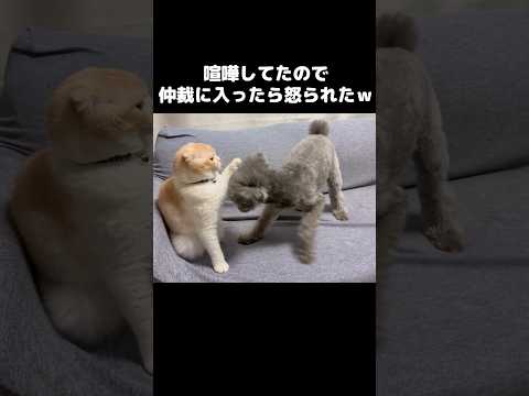 猫と犬が喧嘩してたので仲裁に入ったら怒られた…#shorts