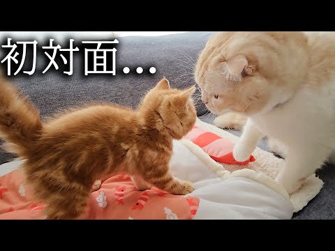 子猫と先住猫が初対面した結果大変なことに…