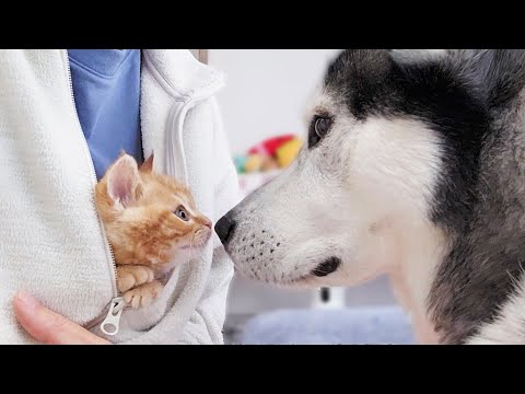 初めて大型犬を見た子猫がこうなっちゃいました