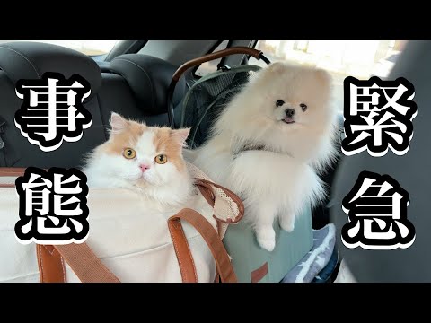 猫と犬ふたりとも異常があったので一緒に病院へ駆け込みました！