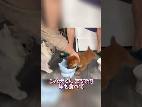 柴犬の異常な食べっぷり…猫もドン引き🤣