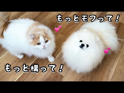 構えば構うほどもっと甘えん坊になる猫と犬が攻めてきて可愛すぎました！