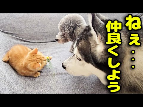 子猫と犬達が初めて超接近した結果こうなりました…