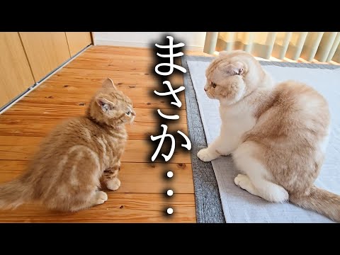 子猫が本気で先住猫に挑んだ結果…