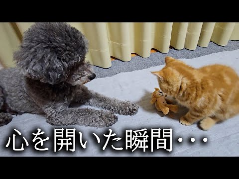 初めて子猫が犬に心を開いた瞬間がこちらです…