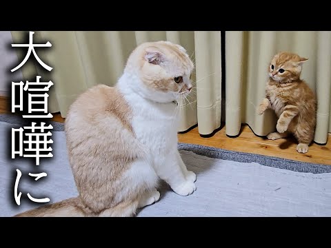 初めて本気で大喧嘩してしまった子猫と先住猫が大変なことに…