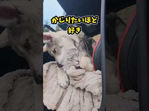 犬さんと猫さんの動画見て笑ったら寝ろwwww #動物 #犬 #猫