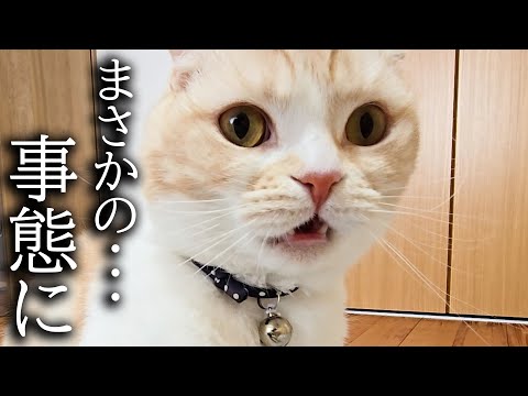 初めて子猫のうんち直後のお尻をくんくんしたら臭くて大変なことに…