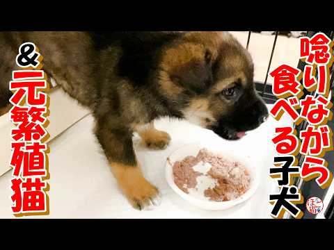 【保護犬　子犬　元繁殖猫】唸りながらご飯を食べる保護した子犬＆元繁殖猫の水飲み