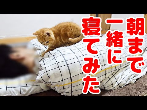 子猫と朝まで一緒に寝てみたら…