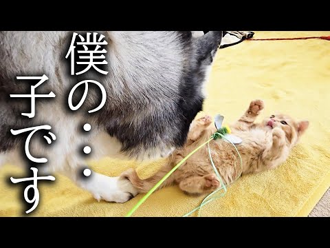 振り向くと大型犬がいた時の子猫の反応がかわいすぎた…