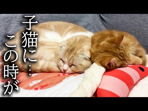 子猫についにこの時がやってきました…