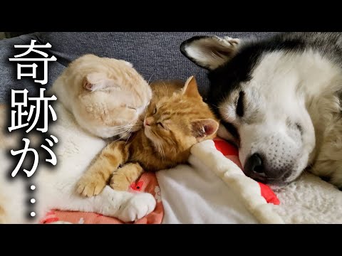 子猫とハスキー犬についにこの時がやってきました…