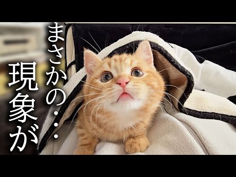 子猫と犬と一緒にこたつに入ったら幸せすぎました…