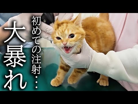 初めての注射に子猫が全力で抵抗して病院がとんでもないことに…