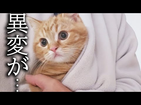 病院から帰った子猫の様子がおかしいです文句が止まりません…