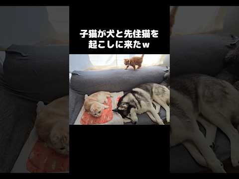 子猫が犬と先住猫を起こしに来た…笑#shorts