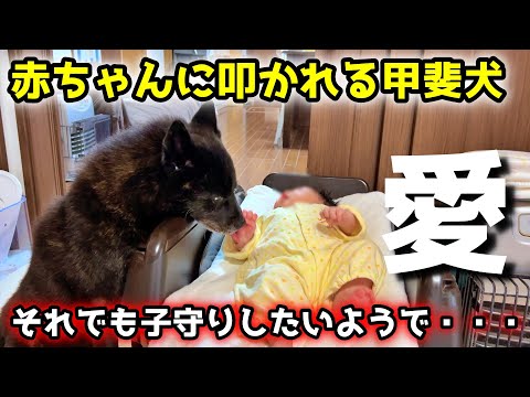 赤ちゃんと甲斐犬でお留守番したら子守りが献身的すぎてこうなりました