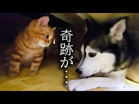 子猫とハスキー犬についにこの時がやってきた…