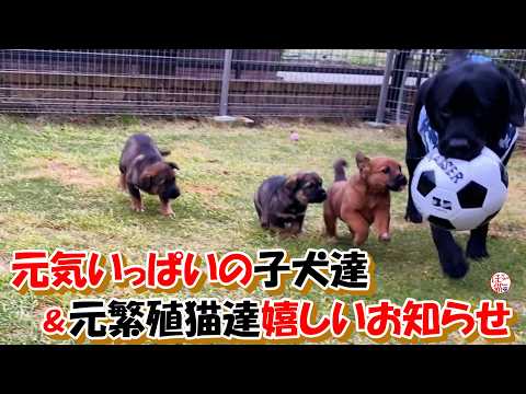 【保護犬　子犬　元繁殖猫】保護した子犬達元気いっぱい＆元繁殖猫嬉しいお知らせ♪＋おまけコーナー