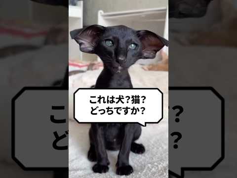 Q：これって犬？猫？どっち？ #猫 #猫動画 #ねこ