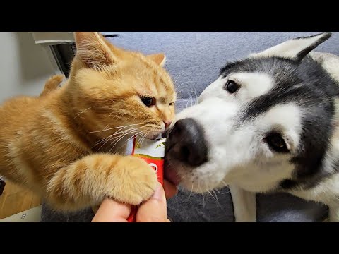 人生初チュールで昇天した子猫とハスキー犬がこちらです