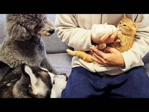 子猫に初めてミルクをあげてみたら先住猫と犬が大変なことに…