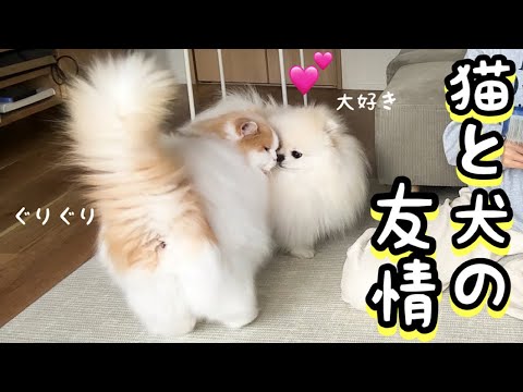 猫がピンチになると必死に守ろうとする犬が可愛すぎました！