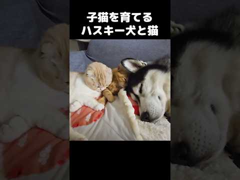 子猫を育てるハスキー犬と猫がこちら…