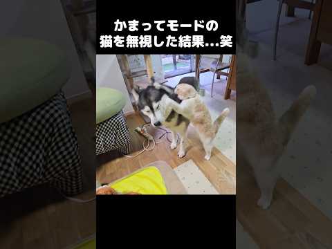 かまってモードの猫を無視した結果…笑#shorts