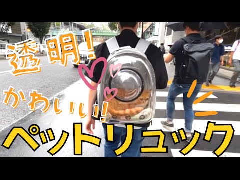 【おすすめ！ペットキャリーバック】猫リュックで渋谷の街をお散歩！透明だからペットが見えてかわいい～ってチヤホヤされちゃった！