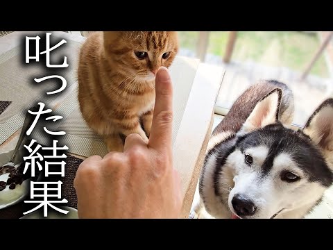 子猫を厳しく叱ったら秒でハスキー犬が駆けつけ助けに来た…