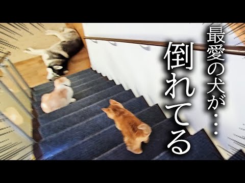 階段下で犬が倒れているのを発見した子猫の対応に驚きました。