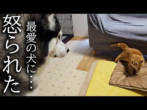 初めてハスキー犬に怒られた子猫はこうなっちゃいました…