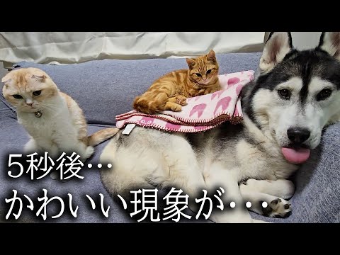 ハスキー犬と一緒に寝たい猫達がこうなっちゃいました…