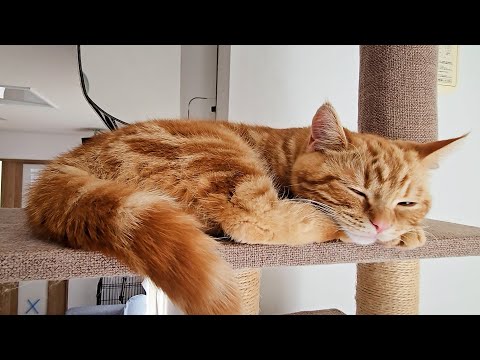 早朝に子猫が嘔吐してぐったりしてました…
