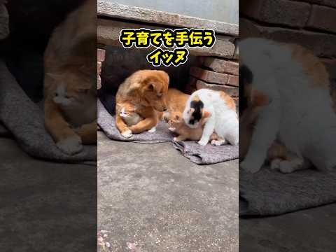 犬さんとネコさんの動画見て笑ったら寝ろwww　#犬と猫 #笑える #ペットのいる生活