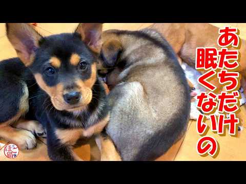 【保護犬　子犬　元繁殖猫】イタズラ三昧の子犬達＆元繁殖猫＋おまけコーナー