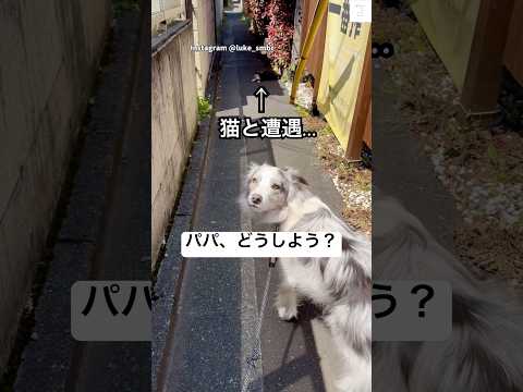 猫に遭遇‼️賢すぎる犬の対応が可愛すぎた　#ボーダーコリー #犬　#猫　#犬のいる暮らし #散歩
