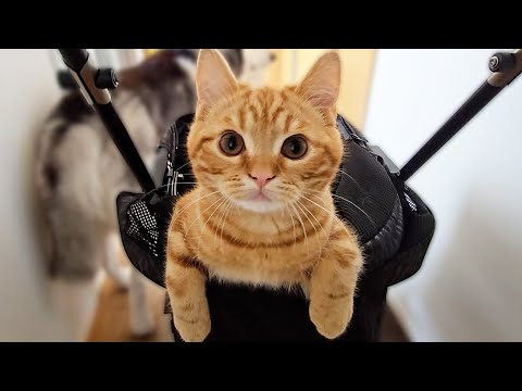 大雨でもお散歩に行きたい子猫がこうなっちゃいました…