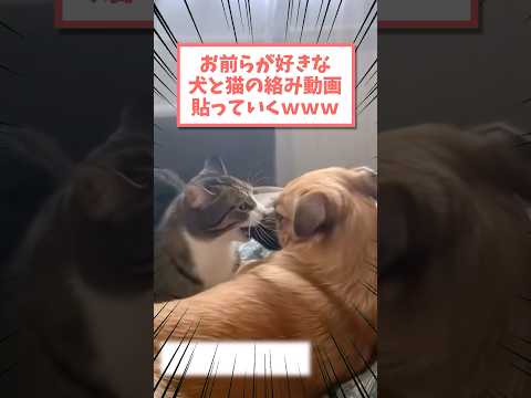 お前らが好きな犬と猫の絡み動画貼ってくwww #猫 #犬 #猫動画 #いぬ #可愛い #かわいい #癒し #ペット #動物 #2ch #shorts