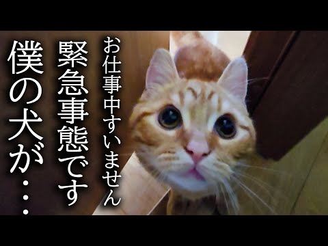 子猫がハスキー犬の異変に気づき知らせに来ました…