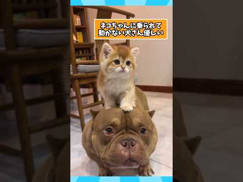犬さんとネコさんの動画見て笑ったら寝ろwww #犬と猫 #笑える #ペットのいる生活