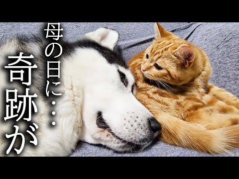 子猫と犬達についにこの時がやってきた…