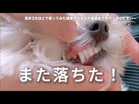 同じ悩みを抱えている飼い主さん必見　犬猫生活のデンタルケア1ヶ月使ってみた